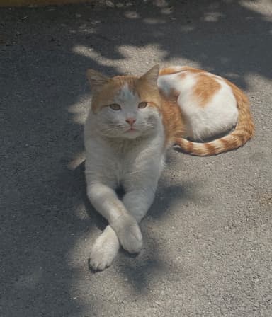 نورمن