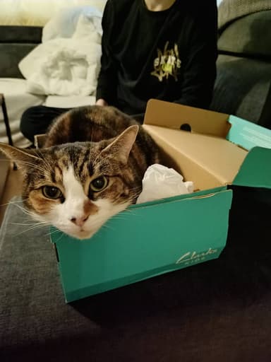 سوزی